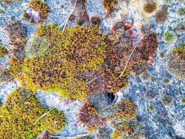 Kayadaki yosunları kapatın. Saf doğanın doğal arka planı.