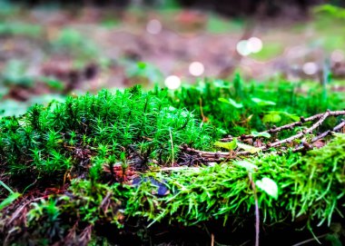 Orman kumu ve yosunlarını kapatın. Vahşi orman doğası.