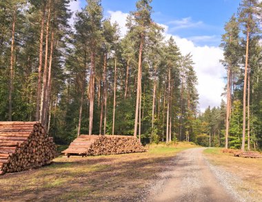 Cut wood piles in forest. Agriculture and environmental conservattion. Cutting down forests.