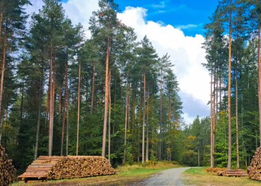 Cutten wood piles in forest. Agriculture and environmental conservattion. Cutting down forests.
