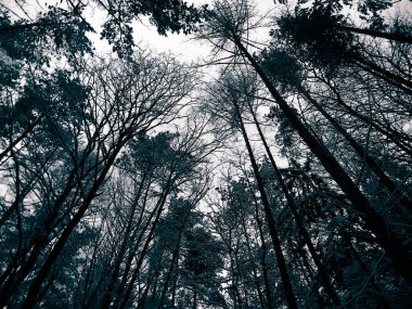 Kış mevsimi dalları doğanın arka planıdır. Soyut bw filtre tonu.