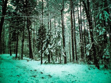 Kış orman manzarası. Doğa konsepti, soyut filtre tonu.