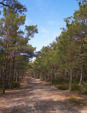Stilo 'daki orman. Kuzey Polonya. Baltık Denizi kıyısı.