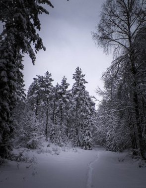 Ormanda kış. Ağaçlarda kar. Kuzey Polonya.