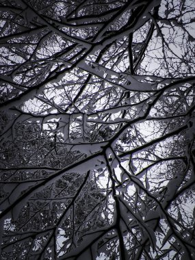 Doğal arkaplan olarak karla kaplı dalları kapat.