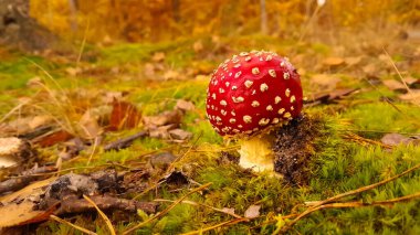 Kırmızı mantara (amanita muscaria) yakın çekim. Ormanda güzel bir mantar.