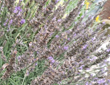 Çiçek açan lavanta çiçeklerini kapat.