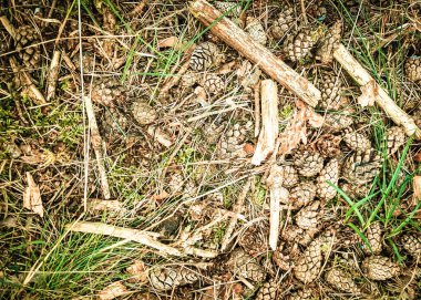 Orman çöplüğü doğa arka planı olarak kullanılıyor. Boşluğu kopyala.