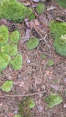 Orman zeminini kapatın. Yosun ve kumu doğal arkaplan olarak kullan.