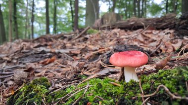 Russula emetica 'nın (ayrıca daha mide bulandırıcı, kusturucu russula veya kusan russula) yakın fotoğrafı. Kırmızı şapka, yenilemez mantar. Doğanın güzelliği.