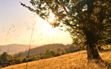 Öğleden sonra Szyndzielnia tepesinden göz kamaştırıcı bir manzara. Beskid Dağları.