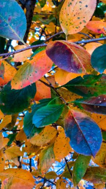 Autumnal leaves as a natural background. Copy space.
