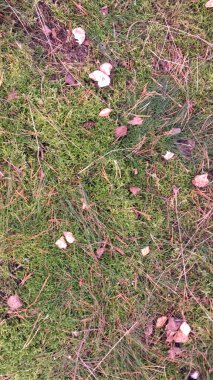 Forest floor as a natural background. Copy space.