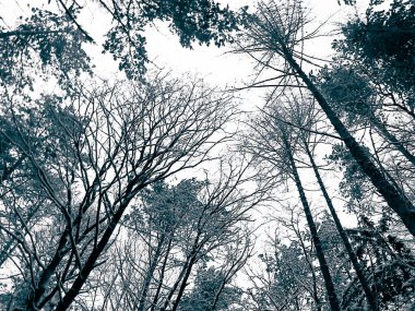 Kış mevsimi dalları doğanın arka planıdır. Soyut bw filtre tonu.