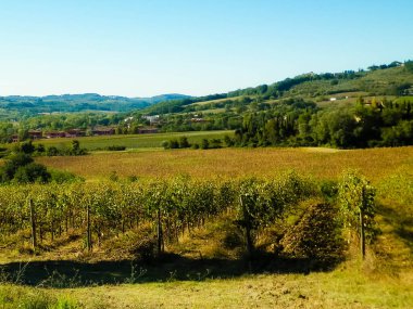 Toskana tepelerindeki üzüm bağları. Sonbahar kır manzarası, tarım ve doğa kavramı.