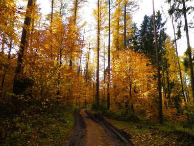 Kuzey Polonya 'da sonbahar ormanı. Doğanın güzelliği