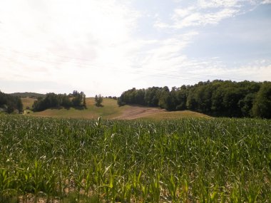 Mısır tarlalarının manzarası ve arka plan olarak mavi gökyüzü. Doğa ve tarım kavramı.