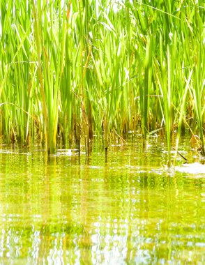 Göl suyundaki Typha tesisine yaklaş. Göl suyunda boşluk kopyala.