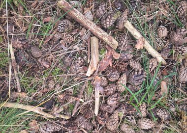 Orman çöplüğü doğa arka planı olarak kullanılıyor. Boşluğu kopyala.