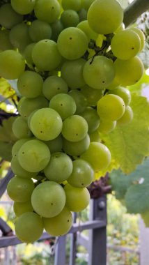 Doğal arka plan olarak üzüm meyveleri. Tarım.