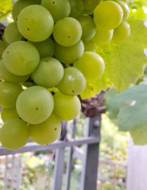 Doğal arka plan olarak üzüm meyveleri. Tarım.