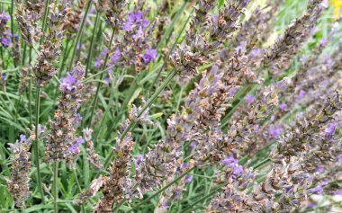 Çiçek açan lavanta çiçeklerini kapat.