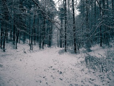 Kış orman manzarası. Ağaçlarda taze kar.
