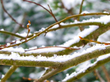 Ağaç dalında taze kar. Kış mevsimi doğası.