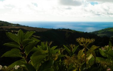 Tipik Azores manzarası. Arka planda doğal yeşil arazi tepeleri ve deniz. Doğanın güzelliği konsepti.