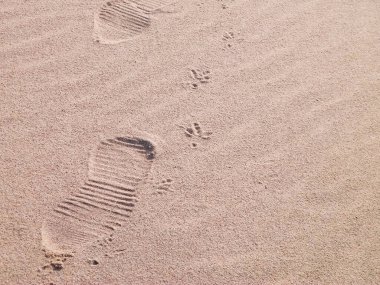 Sahilde ya da çölde yürüyen gezginler. Doğal arkaplan.
