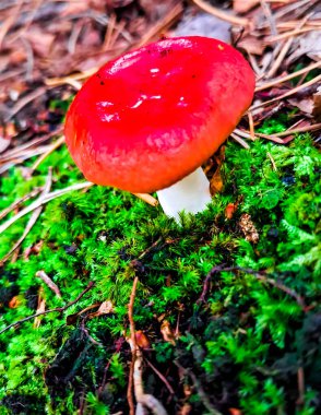 Russula emetica 'nın (ayrıca daha mide bulandırıcı, kusturucu russula veya kusan russula) yakın fotoğrafı. Kırmızı şapka, yenilemez mantar. Doğanın güzelliği.