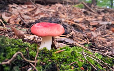 Russula emetica 'nın (ayrıca daha mide bulandırıcı, kusturucu russula veya kusan russula) yakın fotoğrafı. Kırmızı şapka, yenilemez mantar. Doğanın güzelliği.