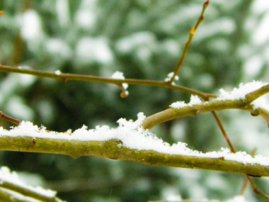 Ağaç dalında taze kar. Kış mevsimi doğası.