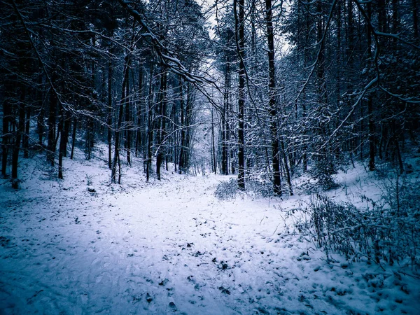 Kış orman manzarası. Ağaçlarda taze kar.