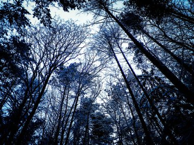 Kış orman manzarası. Doğa konsepti, soyut filtre tonu.