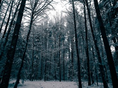 Kış orman manzarası. Doğa konsepti, soyut bw filtre tonu.