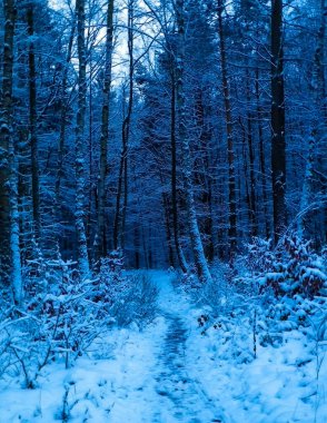 Kış orman manzarası. Doğal arka plan. Sanatsal soyut filtre tonu.