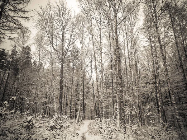 Kış orman manzarası. Doğal arka plan. Sanatsal soyut bw filtre tonu.