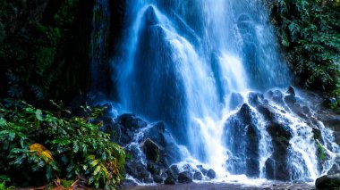 Tropikal ormanda şelale. Azores Takımadası. Sao Miguel Adası.