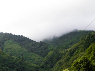 Sao Miguel Adası 'ndaki tropik orman. Doğanın güzelliği. Egzotik adanın keşfi.