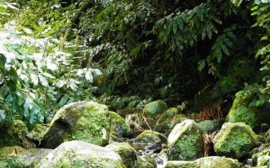 Egzotik ormanda küçük bir nehir. Azores Takımadası. Sao Miguel Adası.