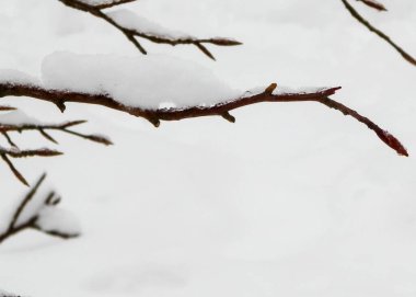Kış doğası. Dalda taze kar. Kışın başlangıcı.