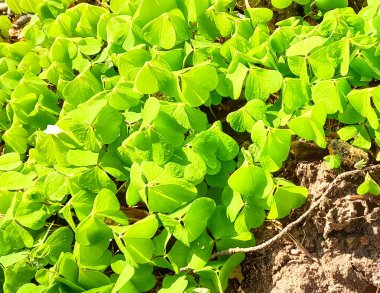 Genç yonca bitkileri kıştan sonra uyanıyor. Bahar doğasının güzelliği.