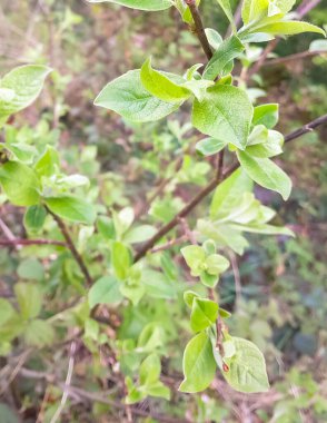 Ağaç dalında küçük yapraklar. Orman kıştan sonra uyanır..