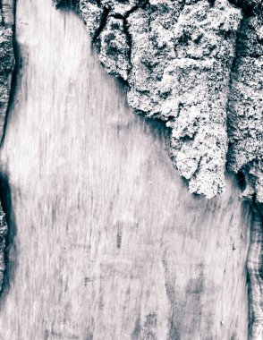 Doğal bir arka plan olarak ağaç gövdesine havlamak. BW filtresi. Boşluğu kopyala.