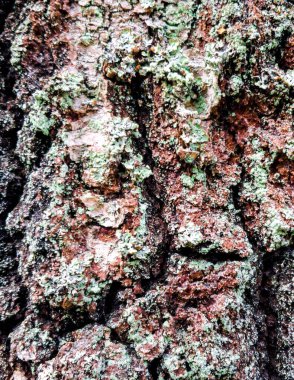 Doğal bir arka plan olarak ağaç gövdesine havlamak. Boşluğu kopyala.