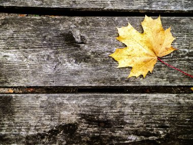 Sarı sonbahar yaprakları doğanın arka planı olarak ahşap bir tahtanın üzerinde. Boşluğu kopyala.