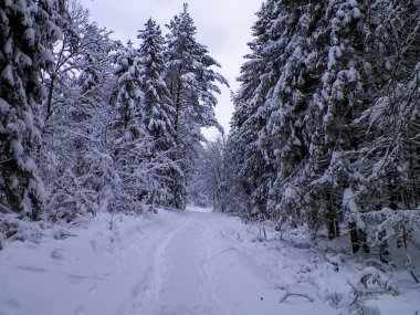 Ormanda kış. Ağaçlarda kar. Kuzey Polonya.