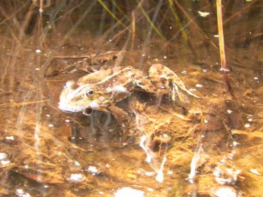 Göletteki kurbağa. Doğal ortamında vahşi bir hayvan. Polonya doğası.
