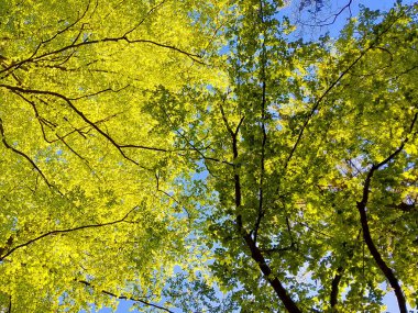 Mavi gökyüzü arka planında yeşil ağaçlar. Yaz yeşili doğa. Boşluğu kopyala.